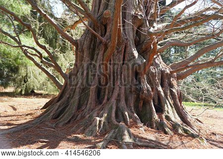 The Unique Bark Of Dawn Redwood Tree, Also Known As Metasequoia