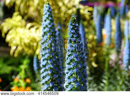 Light Blue Color Of Pride-of-madeira Flowers , Also Known With Scientific Name Echium Candicans