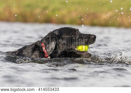 Black Labrador
