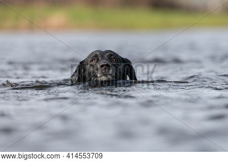Head Shot Of A Pedigree Black Labrador Swimming In The Water
