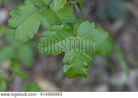 Selective Focus On New, Young Green Leaves Of The Pacific Poison Oak, Toxicodendron Diversilobum,  I