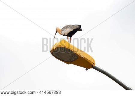 Buff Necked Ibis Of The Species Theristicus Caudatus