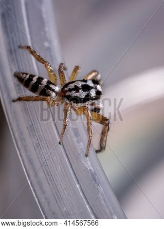 Small Jumping Spider Of The Genus Psecas