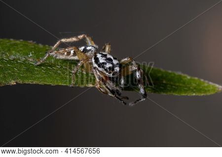 Small Jumping Spider