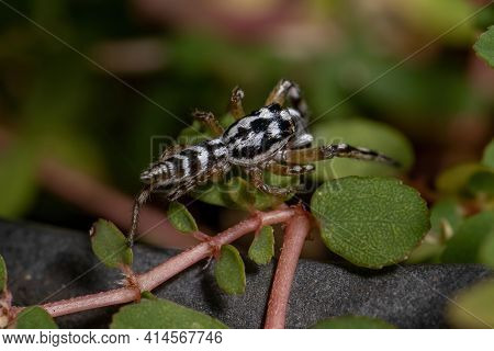 Small Jumping Spider