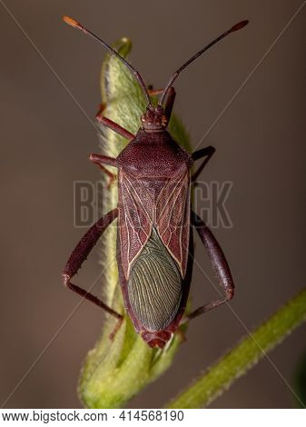 Adult Leaf-footed Bug