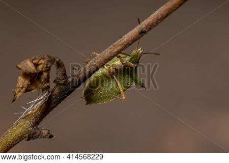 Green Belly Bug