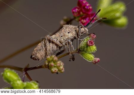 Adult Leaf-footed Bug