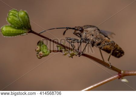 Adult Leaf-footed Bug