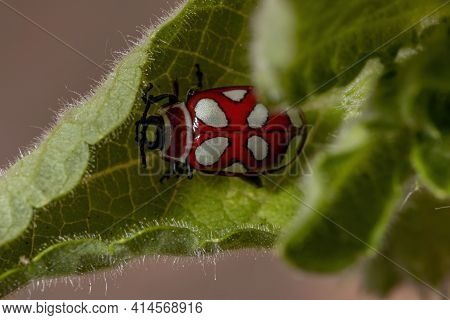 Adult Flea Beetle