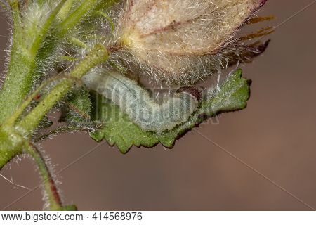 Checkered Skipper Caterpillar