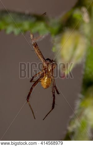 Male Silver Garden Orbweaver