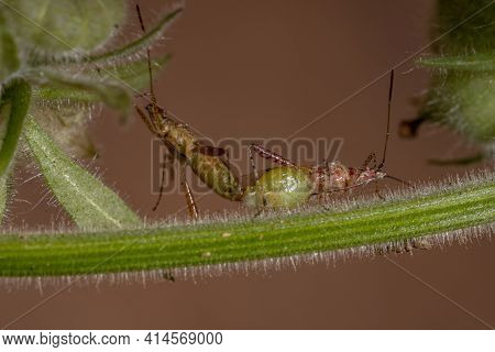 Scentless Plant Bug