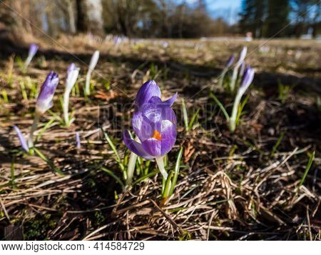 Group Of Purple And Lilac Early Spring Crocuses (crocus Vernus) In Bloom In Park Early Spring