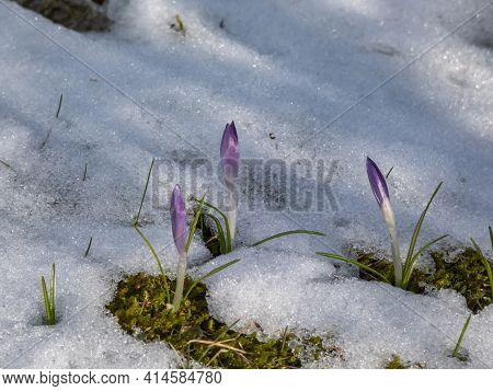 Group Of Purple And Lilac Early Spring Crocuses (crocus Vernus) In Bloom In Park Early Spring