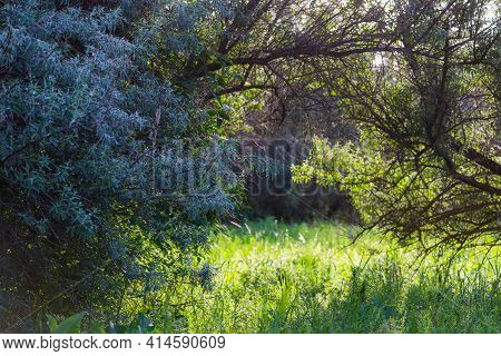 Loch Silvery Grove. Silverberry Or Elaeagnus Commutata Bushes.