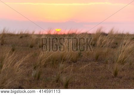 Wild Grass With Backlit In Golden Sunlight. Landscape With Dry Steppe Grass.