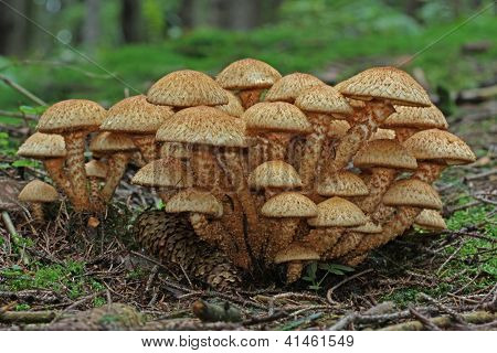 Armillaria