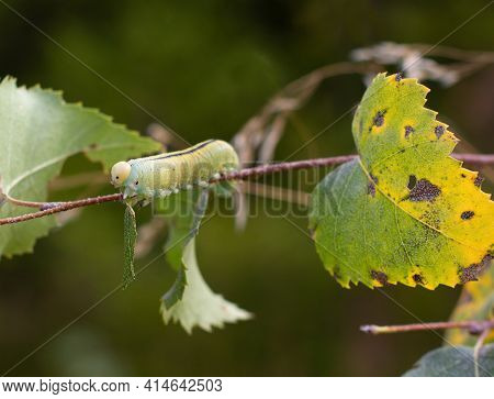 Birch Sawfly, Cimbex Femoratus (cimbex Femoratus) Insect