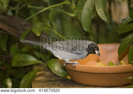A Black-faced Tanager, Schistochlamys Melanopis, At A Feeding Station