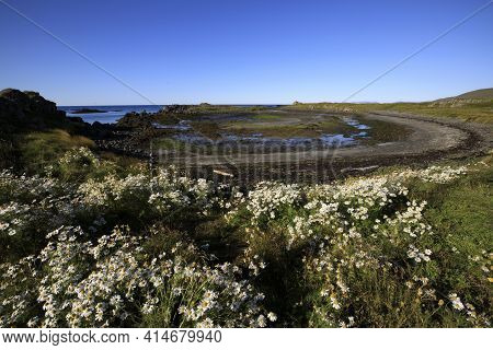 Vatnsnes / Iceland - August 27, 2017: The Coast With Flowers And The Sea In Vatnsnes Peninsula, Icel