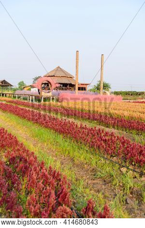 Rachaburi,thailand - 24 March, 2021: Beautiful Colorful Chinese Wool Flower Farm At Nuanaboon Flower