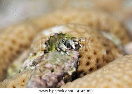 Útes poustevnický krab (Dardanus Lagopodes)
