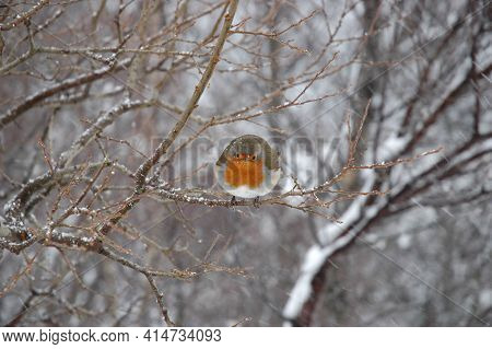 Robin In A Tree On A Snowy Day