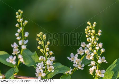 White Flowers Blooming Bird Cherry. Bird Cherry Tree In Blossom. Close-up Of A Flowering Prunus Padu