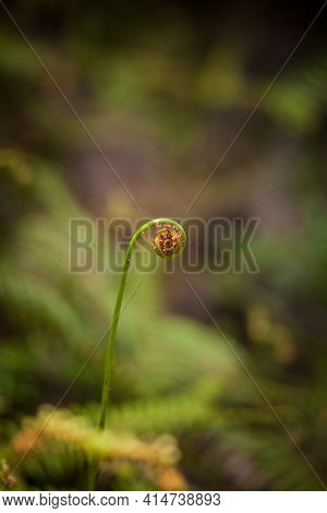 One Swirling Young Fern Sprout On Blurred Brown And Venerable Forest Background