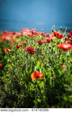 A Field Of Red Poppies That Bloom In A Dense Green Field On A Very Sunny Day With A Clear Blue Sky