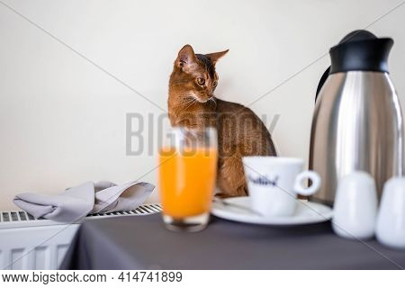 Cute Abyssiniancat At The Breakfast Table.