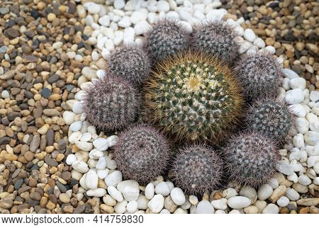 Clumping Of Dark Green Succulents Plant, Cactus (echinopsis Calochlora) With Round Shapes In A Tray 
