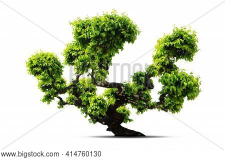 Tako Tree Bending On Isolate White Background.bonsai Ebony Element Tree For Decorate Architect Desig