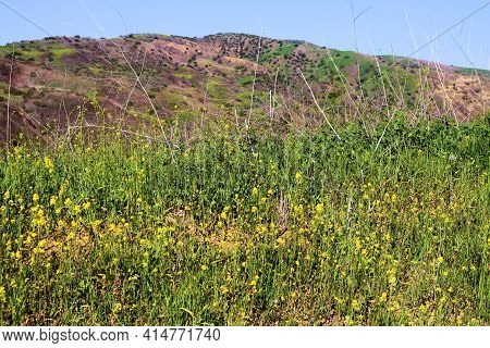 Lush Green Graslands And Wildflowers During Spring On Rural Badlands Taken At A Grassy Field In Chin