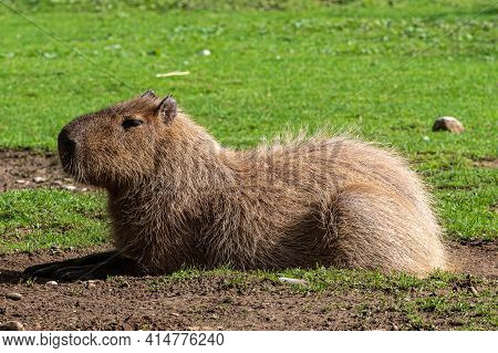 The Capybara, Hydrochoerus Hydrochaeris Is A Mammal Native To South America. It Is The Largest Livin