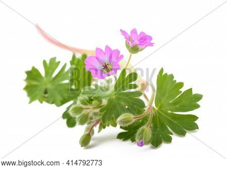 Dovesfoot Geranium Plant Isolated On White Background