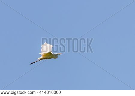 Ardea Alba Or White Heron Portrait In Habitat
