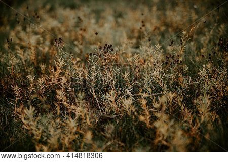 A Field Of Dry Autumn Flowers And Herbs In Beautiful Orange And Brown Tones