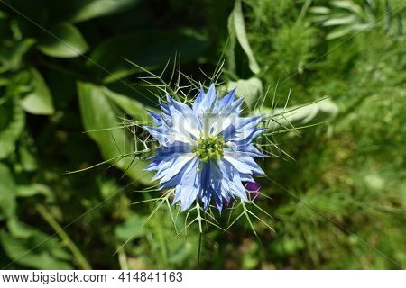 Top View Of One Blue Flower Of Nigella Damascena In June