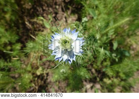 Whitish Blue Double Flower Of Nigella Damascena In June