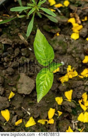 Naga Pepper Plant Is A Hybrid Or Mixed Species Of Bangladesh In Asia And The Northeastern Indian Sta