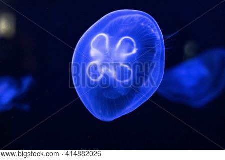 Background Of Beautiful Blue Neon Jellyfish. Aquarium.