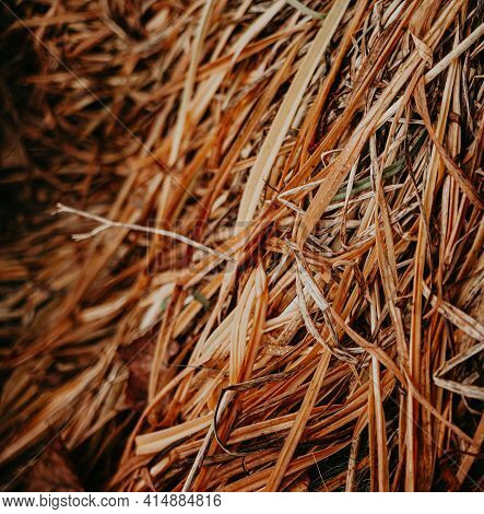 Autumn Dry Grass Lies On The Ground In Warm Colors