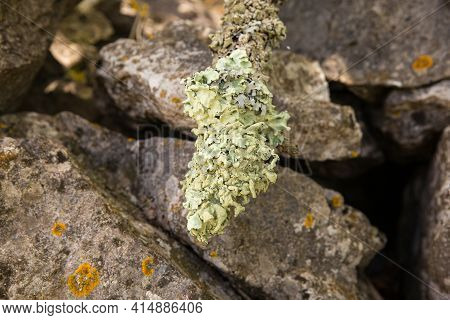 Close Up Of Lichen On A Tree Branch
