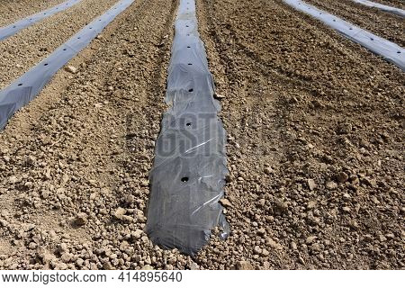 Mulching Beds With Plastic Wrap. Row Of Vegetable Beds Covered In Plastic Black Mulch On A Field.