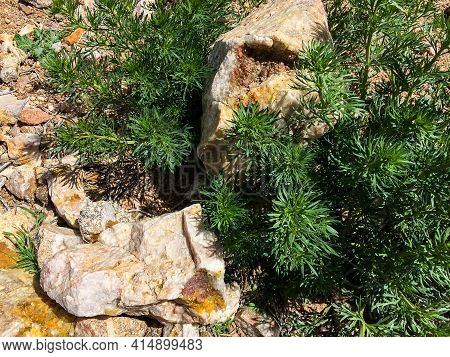 Minerals Stones Between Plants In Nature Of Morocco