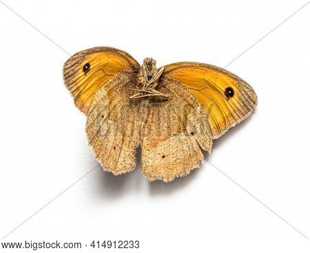 Dead butterfly In state of decomposition