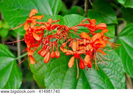 Java Glorybower Latin Name Clerodendrum Speciosissimum Flowers Used For Some Medical Ailments