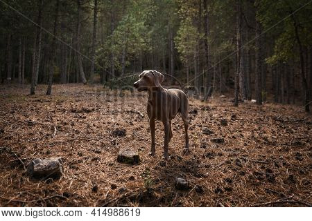 Weimaraner Or Braco De Weimar Dog In A Pine Forest